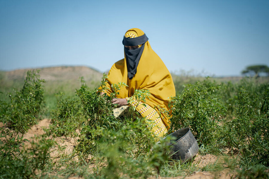 Warsame - here checking out her crops - loves being a famer, the only profession she's ever known. Photo: WFP/Arete/Utaama Mahamud