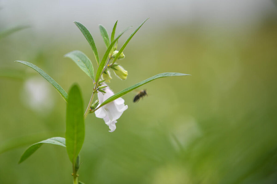 Sesame cultivated in Ethiopia's southwestern Gambella region. Its seeds are packed with protein, vitamins and oil. Photo: WFP/Michael Tewelde