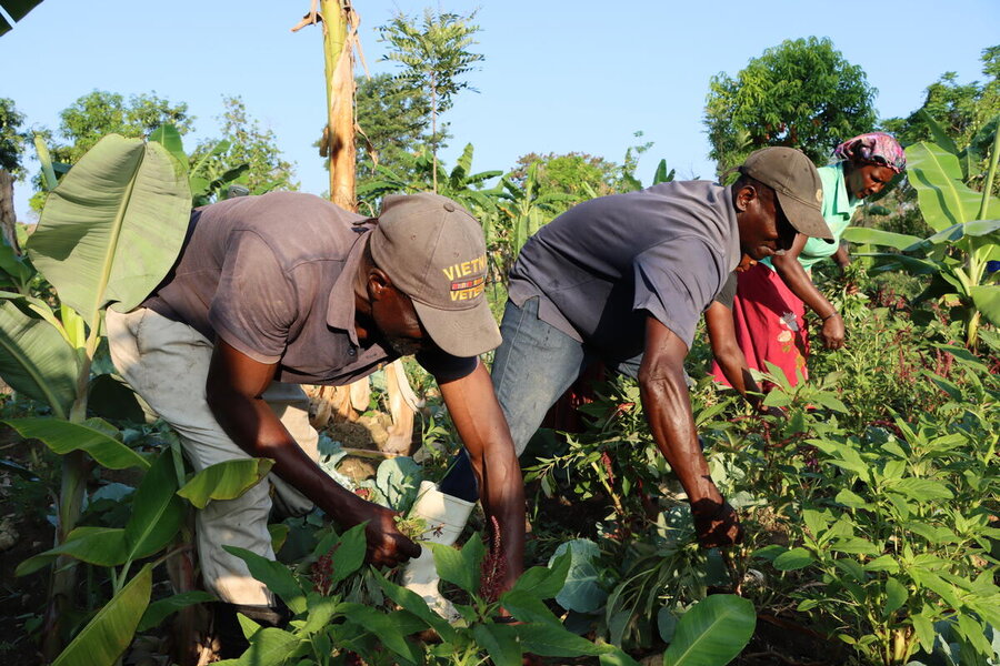 Farmers harvest their spinach in Haiti's Center Department, which will be cooked up in WFP school meals. While violence has hit many Haitian farmers, some can still till their fields. Photo: WFP/Alexis Masciarelli 