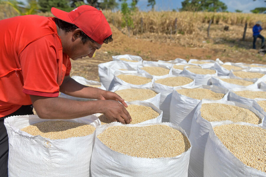 WFP's sorghum project in El Salvador trains farmers in using climate-friendly techniques. Photo: WFP/CitricMedia