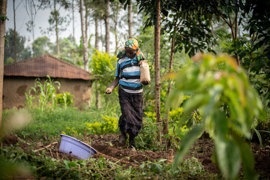 Wanjala sows her bioherbicide-coated seeds, which have significantly boosted her harvests and income. Photo: WFP/Lisa Murray