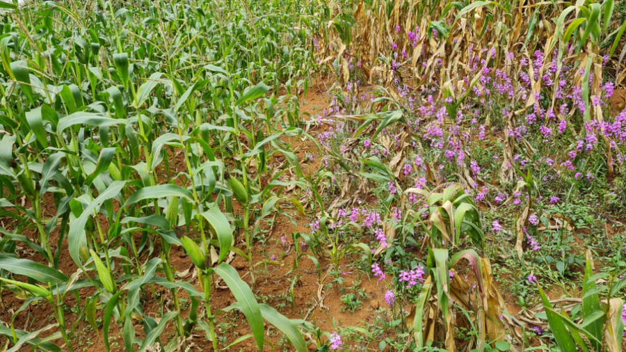 Despite its pretty purple flowers, witchweed attaches to the roots of crops like maize and sorghum, starving them of nutrients. Photo: WFP/Lisa Murray