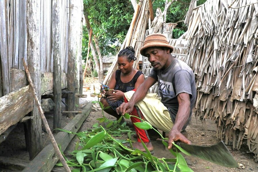 A man in a straw hat and a woman kneel outside two huts, tending carefully to a patch of green leaves