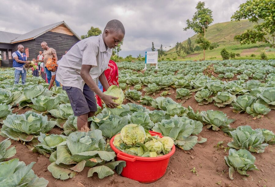 Students harvest cabbage in restive North Kivu, DRC, where many WFP-supported school meals programmes also encourage communities to grow vegetables to supplement their diets. WFP/Benjamin Anguandia