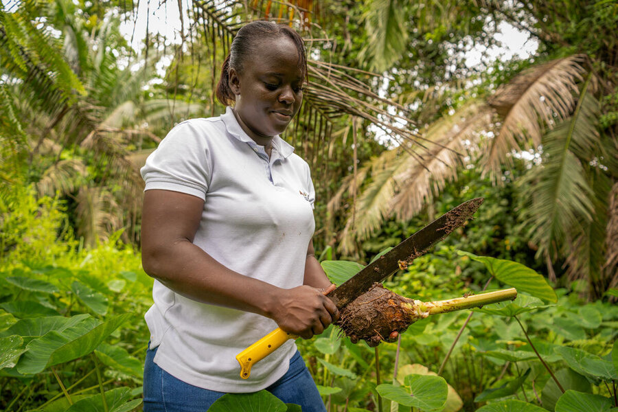 A woman a forest-y area cuts a root plan with a big knife