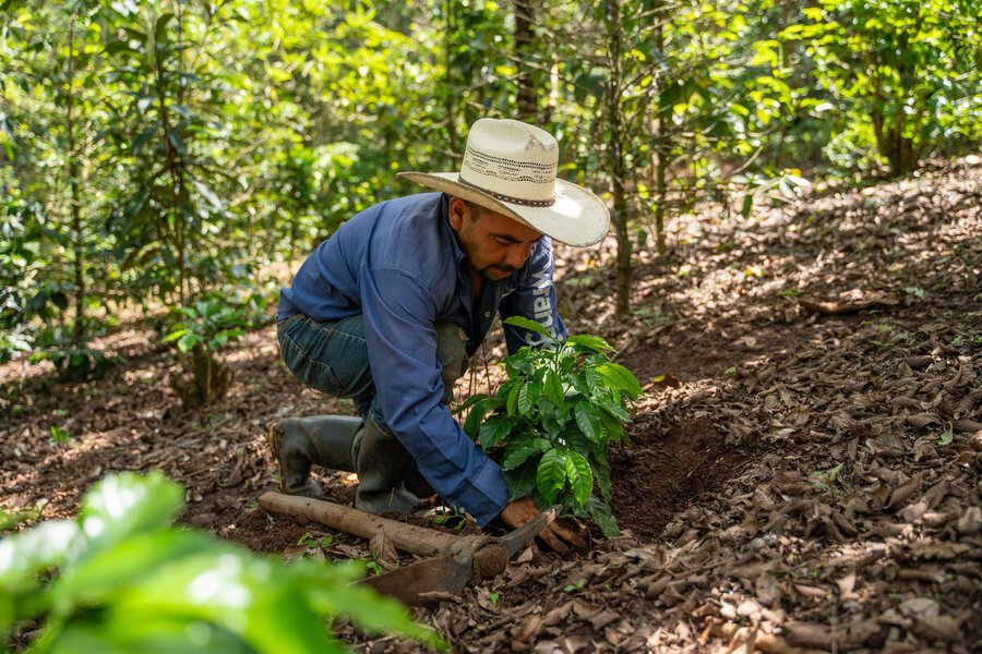 Person in hat and long sleeves kneels in lush forest, tending to a small plant—depicting sustainable farming or environmental care.
