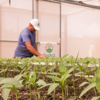A small producer in Villa Clara checks his varieties planted in a posture house, received as part of the ProAct project, to strengthen his capacities and achieve greater production to reach primary schools.
