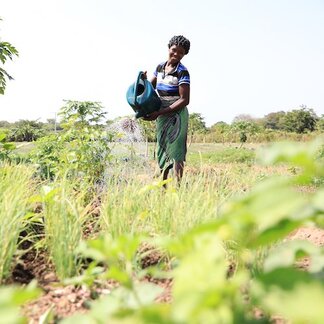 Woman watering crops in a field