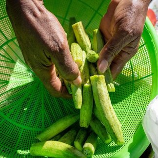 Hands washing food in a colander