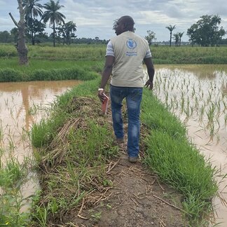 WFP staff walk through a WFP-supported rice plantation under the resilience programme. Photo: WFP/Charlotte Alves